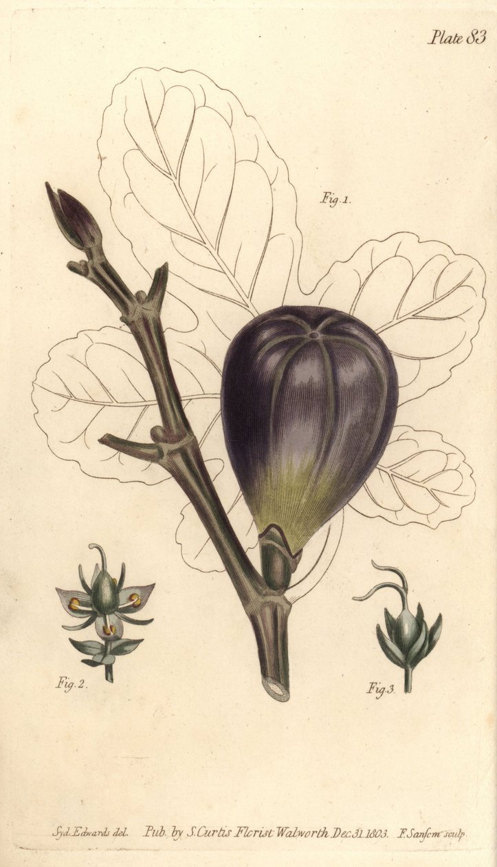 Fig, Ficus carica, Trioecia med hermafroditt, hann 2 og hunn 3 blomster som vokser separat. Håndfarget kobberstikk av F. Sansom av en botanisk illustrasjon av Sydenham Edwards for William Curtis
