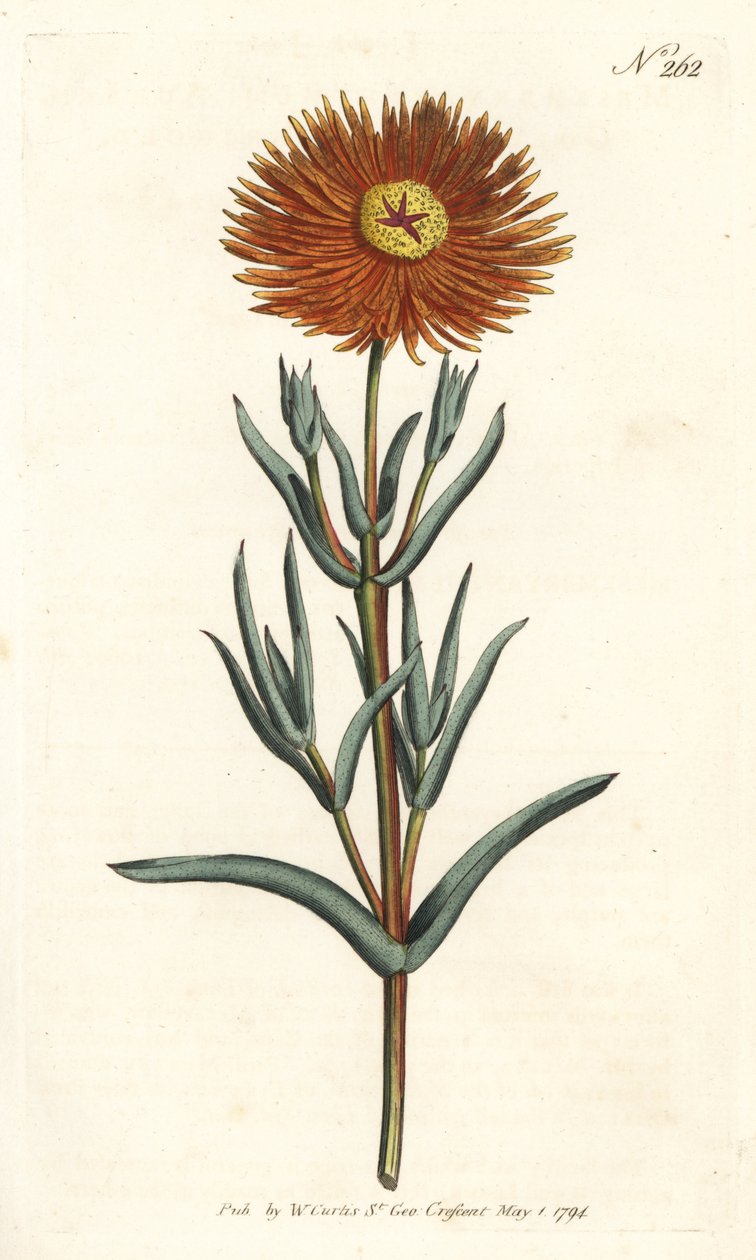 Figen ringblomst - Gullfiken ringblomst, Mesembryanthemum aureum. Håndfarget kobberstikk av Sansom etter en illustrasjon av Sydenham Edwards fra William Curtis' Botanical Magazine, London av Sydenham Teast Edwards