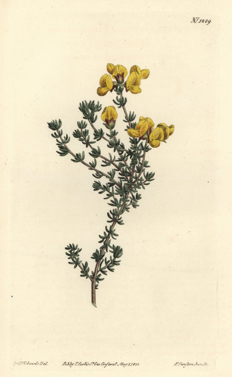 Kjøttbladet aspalathus, Aspalathus carnosa. Håndfarget kobberstikk av F. Sansom Jr. etter en illustrasjon av Sydenham Edwards fra William Curtis' Botanical Magazine, T. Curtis, London av Sydenham Teast Edwards