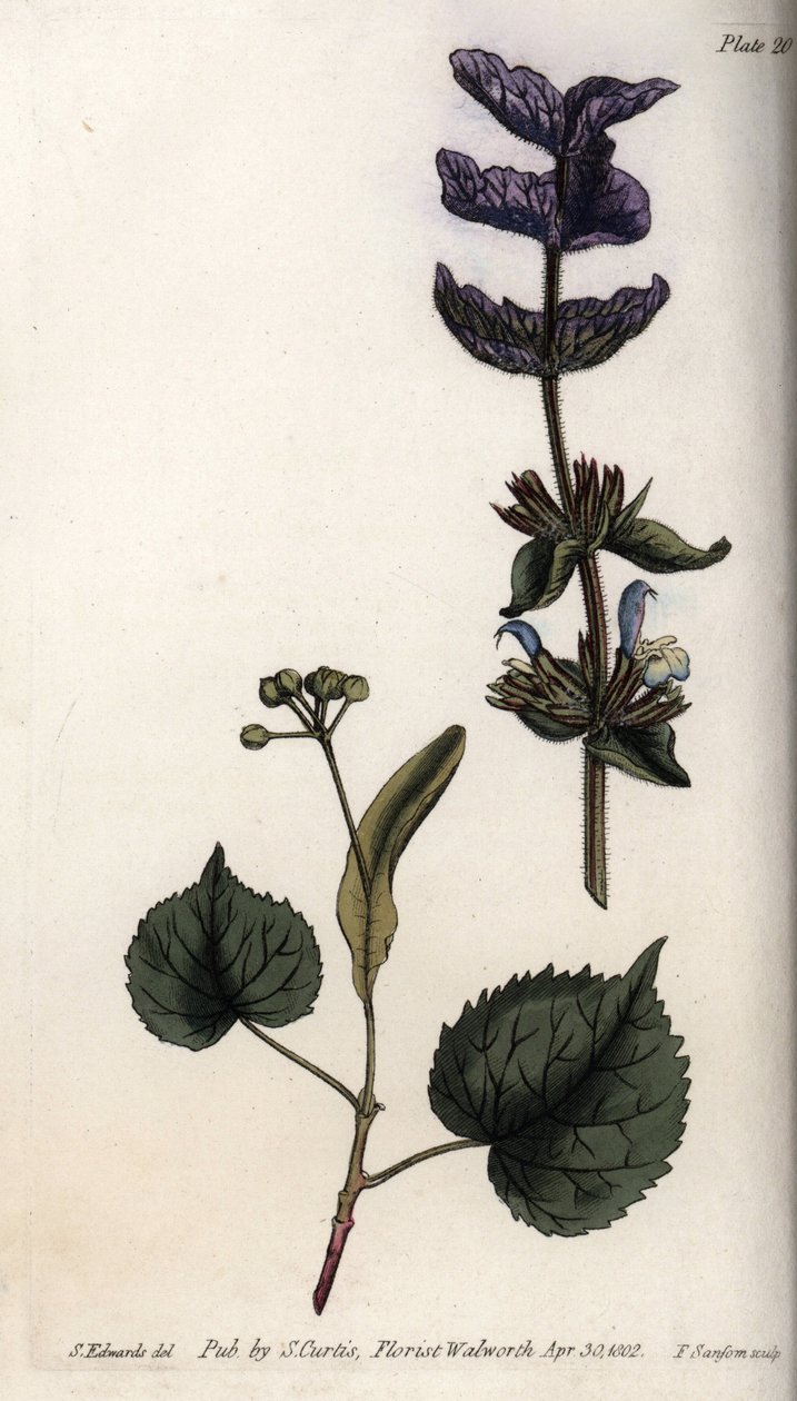 Blomsterblader og fiolett bukett av terminale braketter av grønn salvie (eller horminsalvie) og lindetrær. Farget kobberstikk, illustrasjon av Sydenham Edwards (1768-1819) for Conferences of Botanical, Botanical Garden of Lambeth (England) av Sydenham Teast Edwards