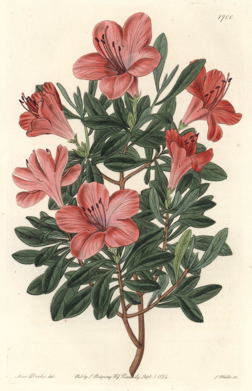 Blomsterbutikker Rhododendron eller azalee - S. Watts sterkt vann fra en illustrasjon av Sarah Anne Drake (1803-1857), fra Botanical Register av Sydenham Teast Edwards