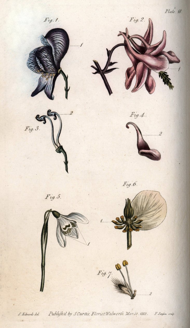 Blomster av akonitt, ancholia, galanthus, hellebore og gråtepil, med detaljer av pistiller og etaminer). Nektarium av akonitten Aconitum (1,3), akelei Aquilegia (2,4), snøklokke Galanthus (5), hellebore Helleborus (6) og pil Salix (7). Håndkol av Sydenham Teast Edwards