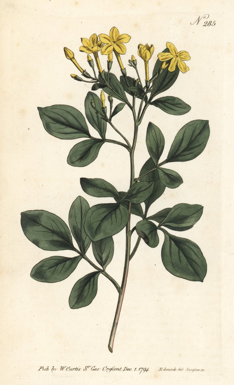 Duftende sjasmin - Søteste sjasmin, Jasminum odoratissimum. Håndfarget kobberstikk av Sansom etter en illustrasjon av Sydenham Edwards fra William Curtis' Botanical Magazine, London av Sydenham Teast Edwards