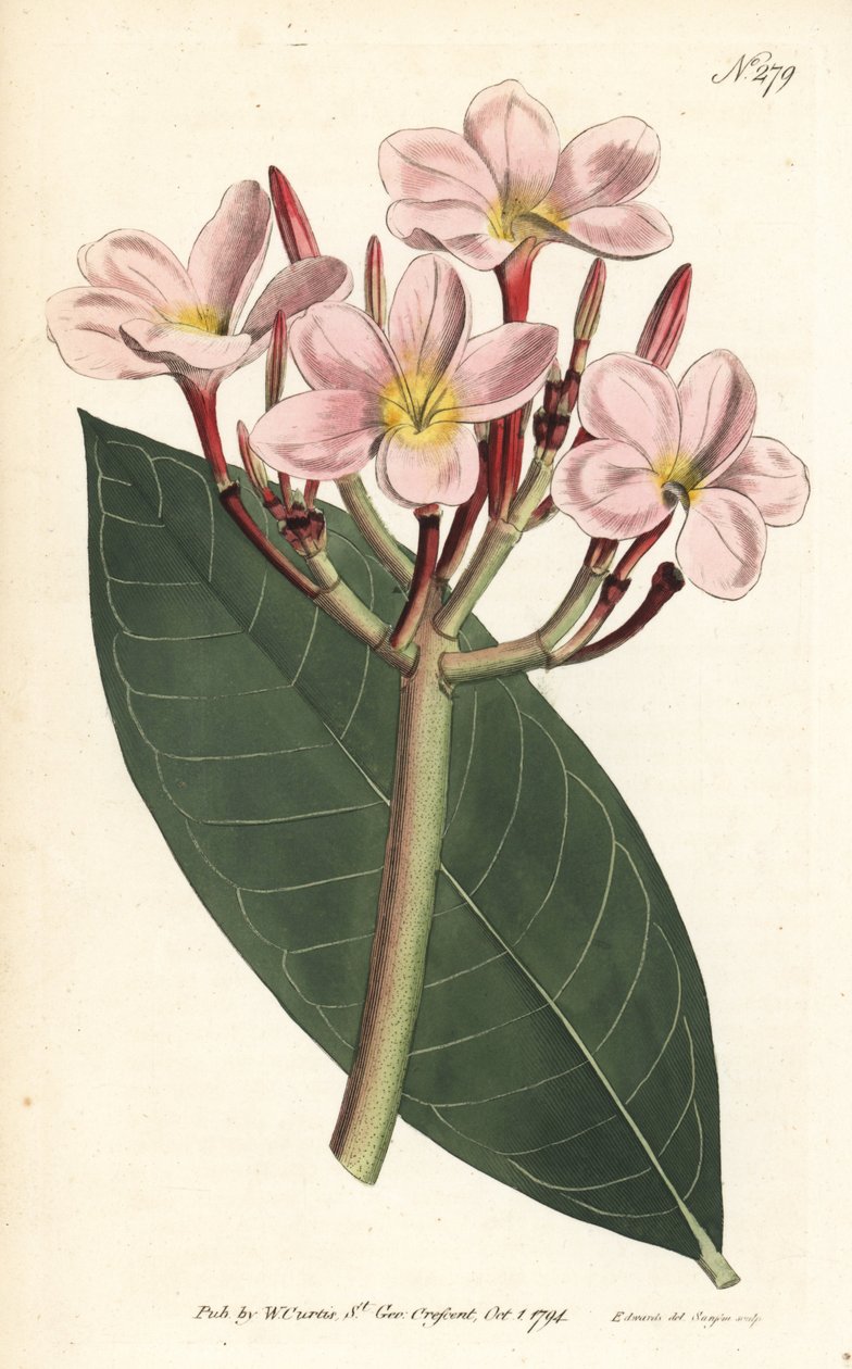 Frangipani - Frangipani eller rød plumeria, Plumeria rubra. Håndfarget kobberstikk av Sansom etter en illustrasjon av Sydenham Edwards fra William Curtis' Botanical Magazine, London av Sydenham Teast Edwards