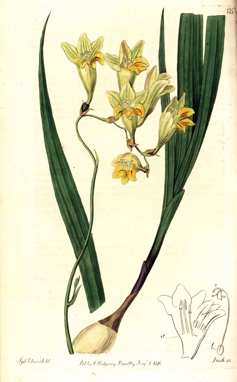 Freesia refracta (Reflex tritonia, Tritonia refracta). Håndfarget kobberstikk av Smith etter en botanisk illustrasjon av Sydenham Edwards fra The Botanical Register, Ridgway, London av Sydenham Teast Edwards