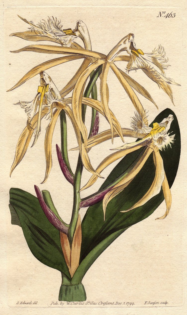 Frynset orkidé epidendrum, med hvit og blekgul blomst. Amerikansk og karibisk opprinnelse. Frynset epidendrum orkidé med blekgule og hvite blomster. Innfødt fra Amerika og Vestindia. Epidendrum ciliare. Håndfarget kobberstikk fra av Sydenham Teast Edwards