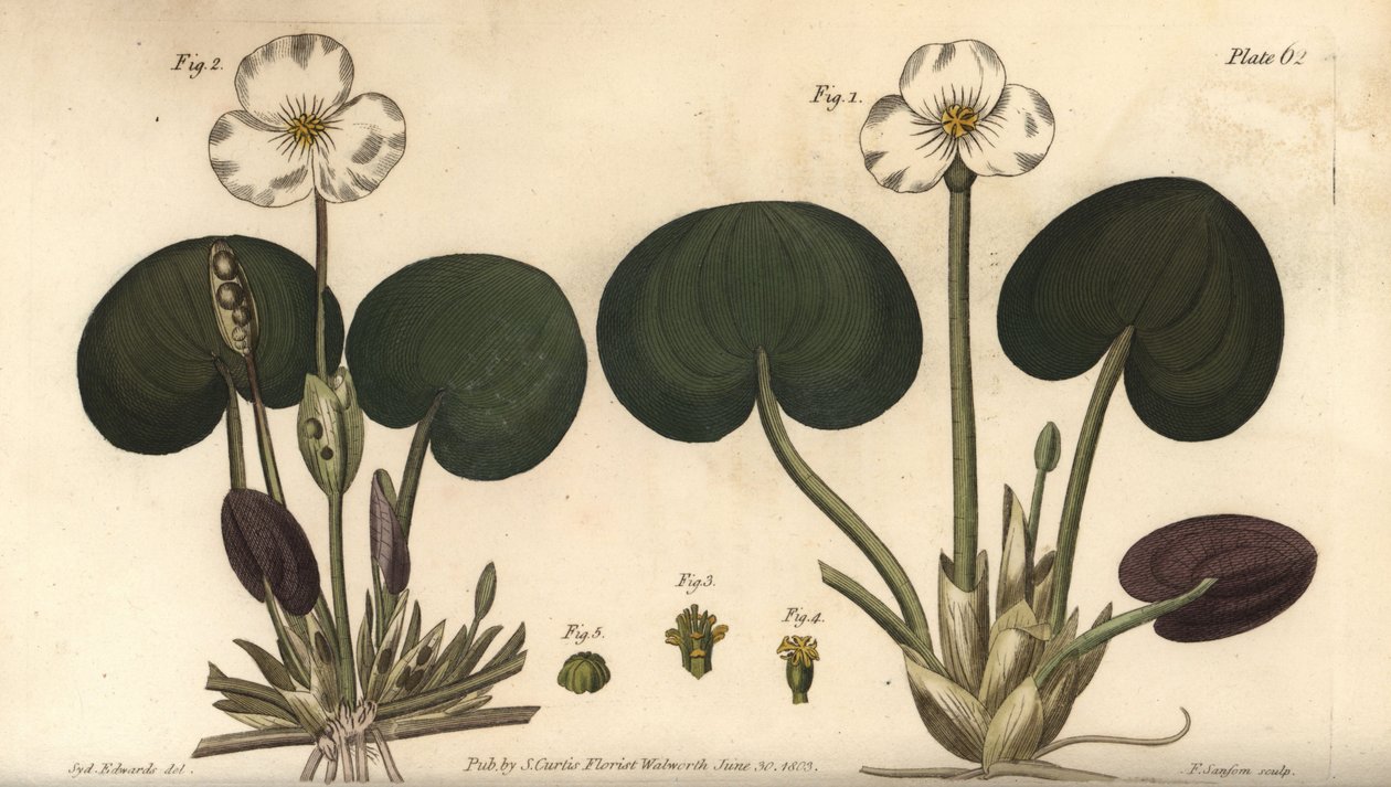 Froskebitt, Hydrocharis morsus-ranae, Dioecia, hunnplante 1,4, hannplante 2,3. Håndfarget kobberstikk av F. Sansom av en botanisk illustrasjon av Sydenham Edwards for William Curtis