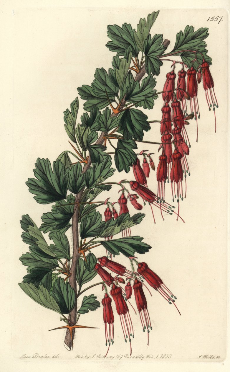 Fuchsia blomst eller California fuchsia - Fuchsia-blomstret stikkelsbær eller prangende stikkelsbær, Ribes speciosum. Håndfarget kobberstikk av S. Watts etter en illustrasjon av Miss Sarah Drake fra Sydenham Edwards' Botanical Register, Ridgeway, Londo av Sydenham Teast Edwards