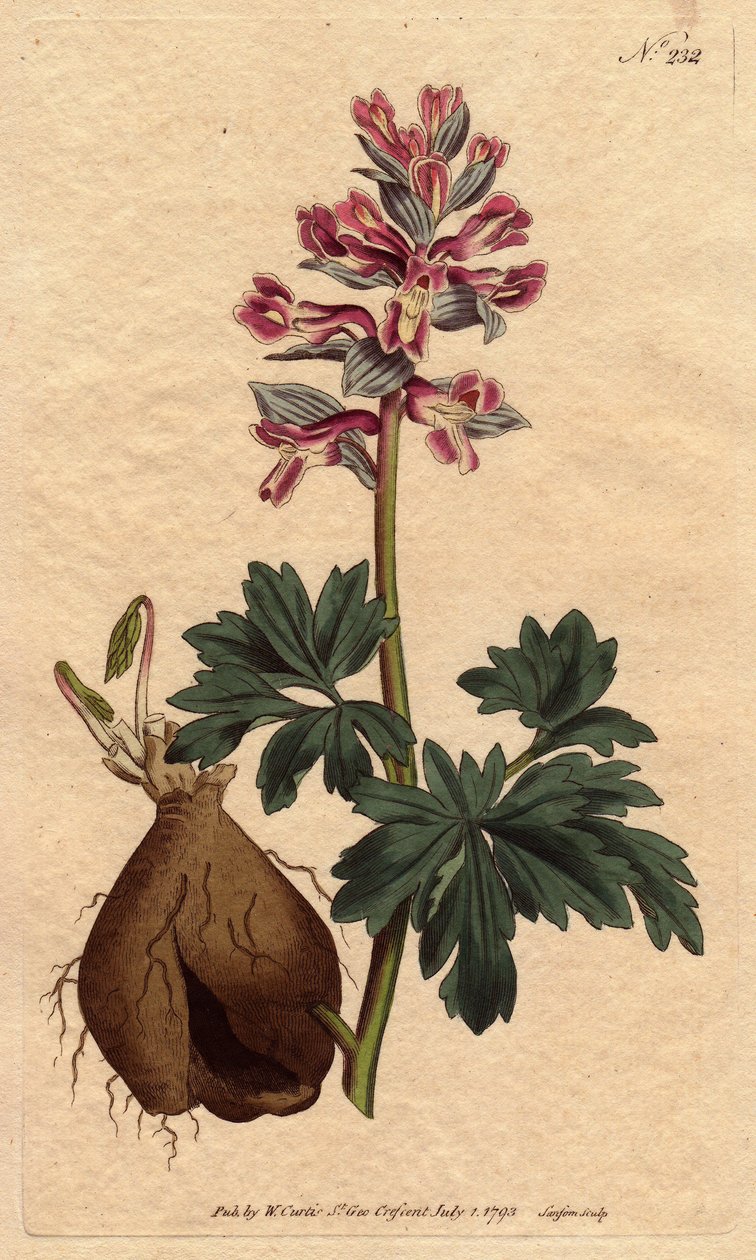 Fumeterre har en hul rot, med pulveraktige lilla blomster, hjemmehørende i Tyskland. Hulrotet fumitory med støvete lilla blomster. Innfødt i Tyskland. Fumaria cava. Håndfarget kobberstikk fra en botanisk illustrasjon av Sydenham Edwards fra Willia av Sydenham Teast Edwards