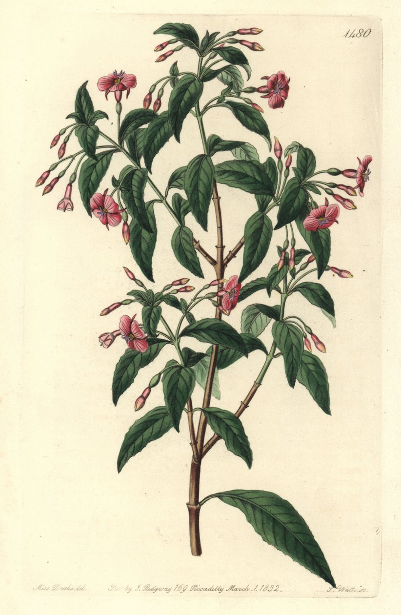 Fuschia variete - Stangforgrenet fuchsia, Fuchsia bacillaris. Naturlig hybrid mellom Fuchsia microphylla subsp. microphylla og Fuchsia thymifolia subsp. thymifolia. Håndfarget kobberstikk av S. Watts etter en illustrasjon av Sarah Drake fra Syd av Sydenham Teast Edwards