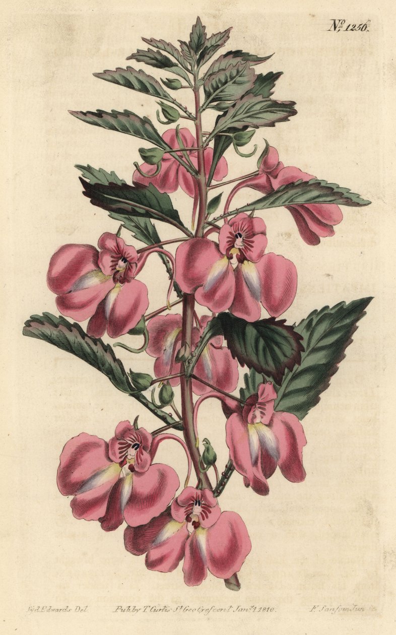 Hagebalsamin - Hagebalsam, Impatiens balsamina (Glandular-leaved balsam, Impatiens coccinea). Håndfarget kobberstikk av F. Sansom Jr. etter en illustrasjon av Sydenham Edwards fra William Curtis' Botanical Magazine, T. Curtis, London av Sydenham Teast Edwards