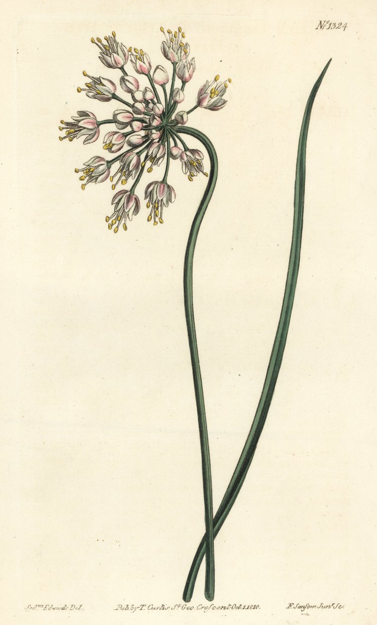 Hvitløk lener - Nikkende løk, damepurre eller buet hvitløk, Allium cernuum. Håndfarget kobberstikk av F. Sansom Jr. etter en illustrasjon av Sydenham Edwards fra William Curtis' Botanical Magazine, T. Curtis, London av Sydenham Teast Edwards