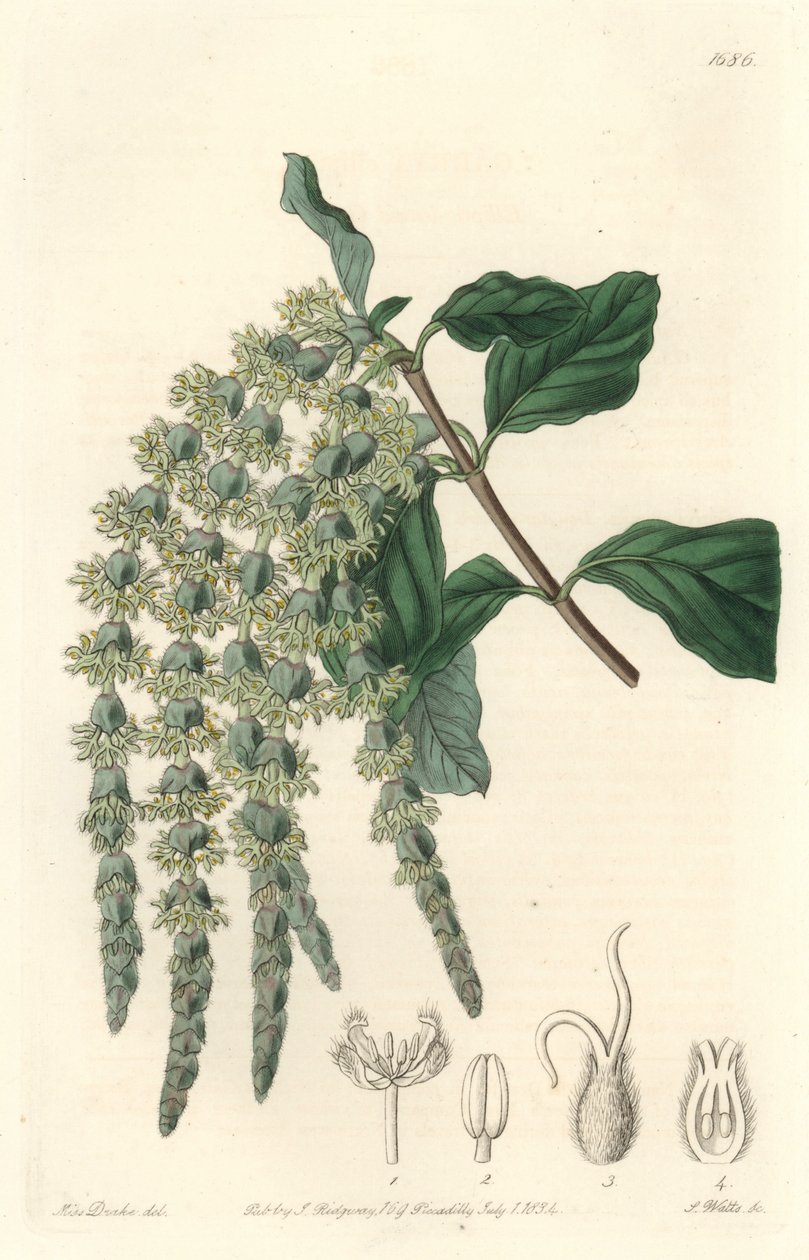 Garrya med elliptiske blader eller silkeaktig eikenøtter eller bjørnebusk - Strong water av S. Watts fra en illustrasjon av Sarah Anne Drake (1803-1857), fra Botanical Register av Sydenham Teast Edwards