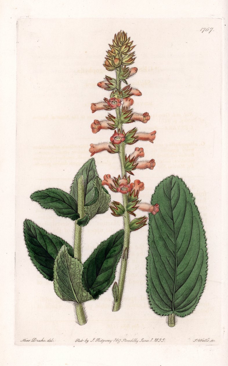 Genera Variete - Plate gravert av S.Watts, fra en illustrasjon av Sarah Anne Drake (1803-1857), fra Botanical Register of Sydenham Edwards (1768-1819), England av Sydenham Teast Edwards