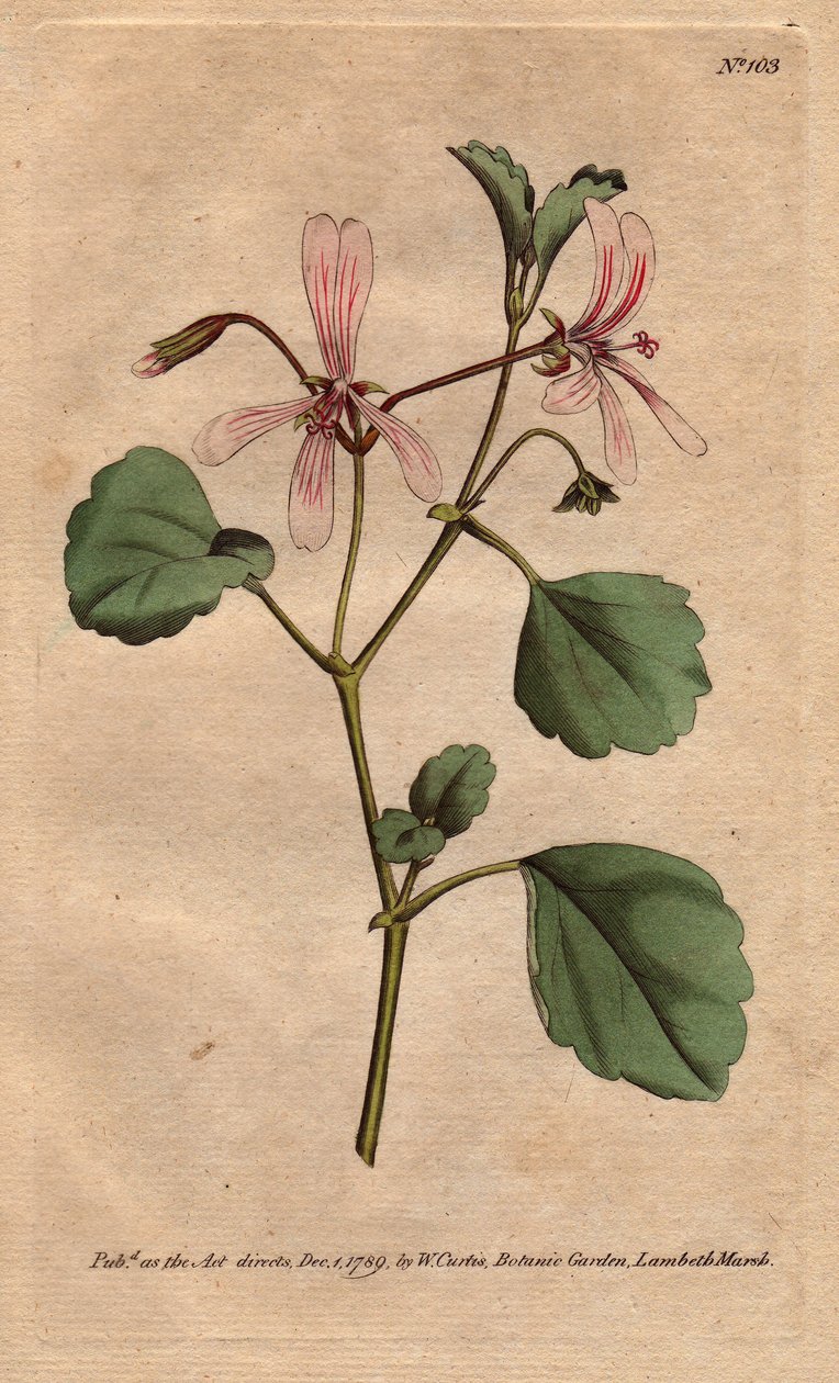 Geranium har sorrelblad, med roseårede blomster, hjemmehørende i Sør-Afrika. Sorrel tranesebb med rosa årede blomster. Innfødt fra Kapp, Sør-Afrika. Pelargonium acetosum. Håndfarget kobberstikk fra en botanisk illustrasjon av Sydenham av Sydenham Teast Edwards