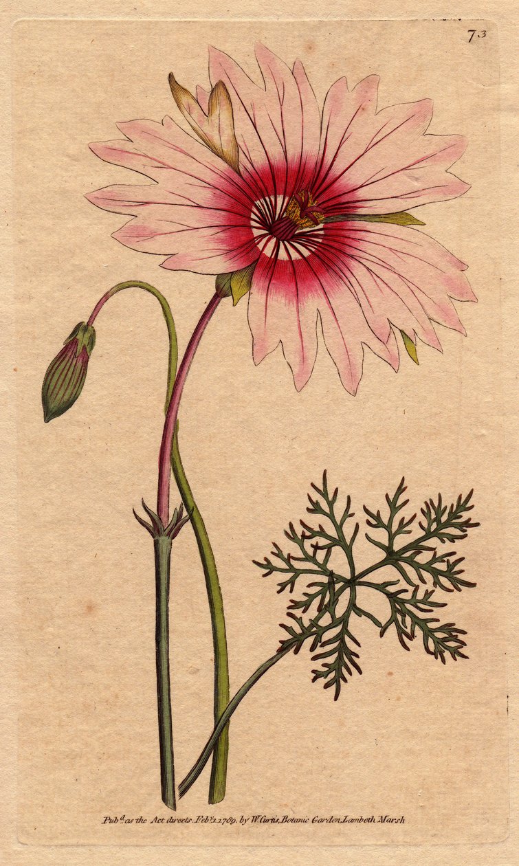Geranium monsonia har stor lys rosa og mørk rosa blomst. Storblomstret monsonia med blekrosa og dyprosa blomster. Monsonia speciosa. Håndfarget kobberstikk fra en botanisk illustrasjon av Sydenham Edwards fra William Curtis' "" Botan av Sydenham Teast Edwards