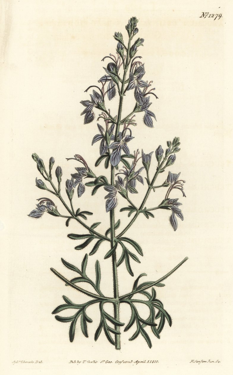 Germandree d'Orient - Storblomstret germander, Eastern Teucrium. Håndfarget kobberstikk av F. Sansom Jr. etter en illustrasjon av Sydenham Edwards fra William Curtis' Botanical Magazine, T. Curtis, London av Sydenham Teast Edwards