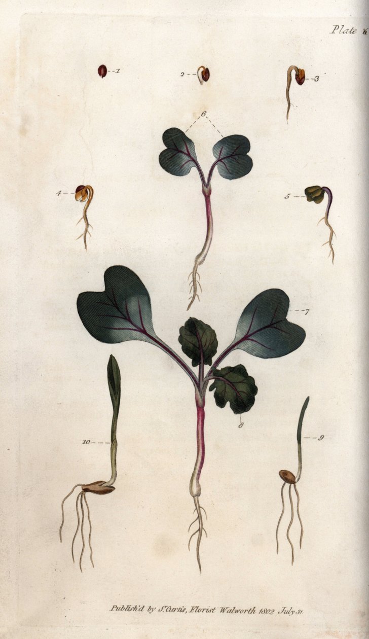 Spiring av reddikfrø, vanlig hvete og vanlig bygg. Farget kobberstikk, illustrasjon av Sydenham Edwards (1768-1819) for Conferences of Botanical, Botanical Garden of Lambeth (England) av Sydenham Teast Edwards