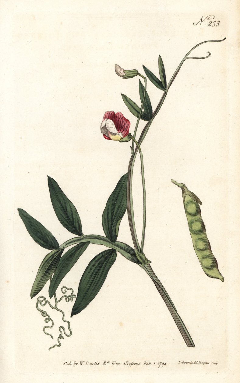 Gesse climene - Spansk vikker, Lathyrus clymenum (Leddbelglathyrus, Lathyrus articulatus). Håndfarget kobberstikk av Sansom etter en illustrasjon av Sydenham Edwards fra William Curtis' Botanical Magazine, London av Sydenham Teast Edwards