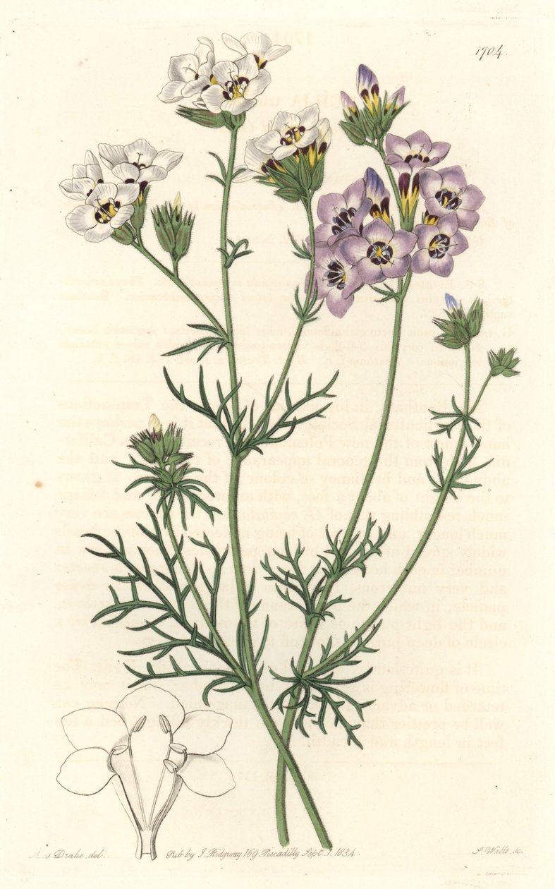 Gilia tricolor, hvite og lilla varianter, hjemmehørende i California - S. Watts sterkt vann fra en illustrasjon av Sarah Anne Drake (1803-1857), fra Botanical Register av Sydenham Teast Edwards