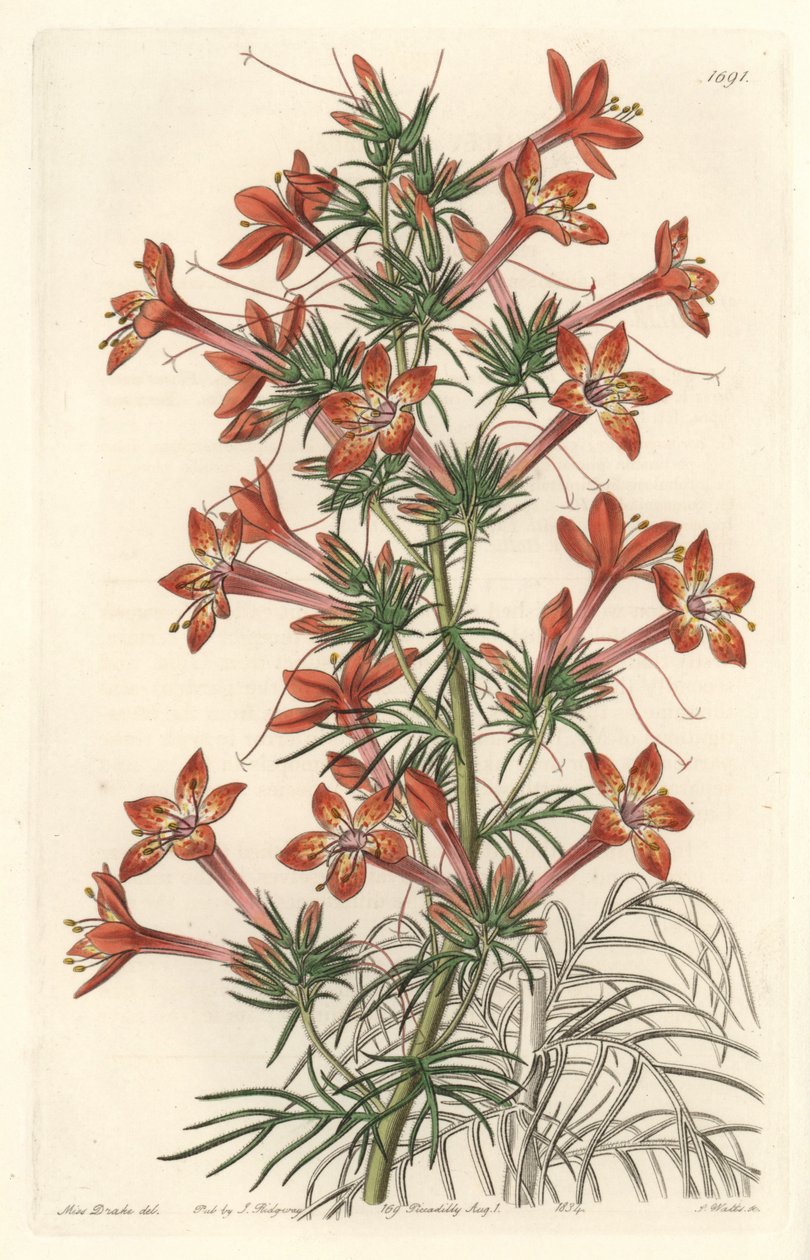 Gilie a coronope leaf or Ipomopside elegante - Water forte av S. Watts fra en illustrasjon av Sarah Anne Drake (1803-1857), fra Botanical Register av Sydenham Teast Edwards