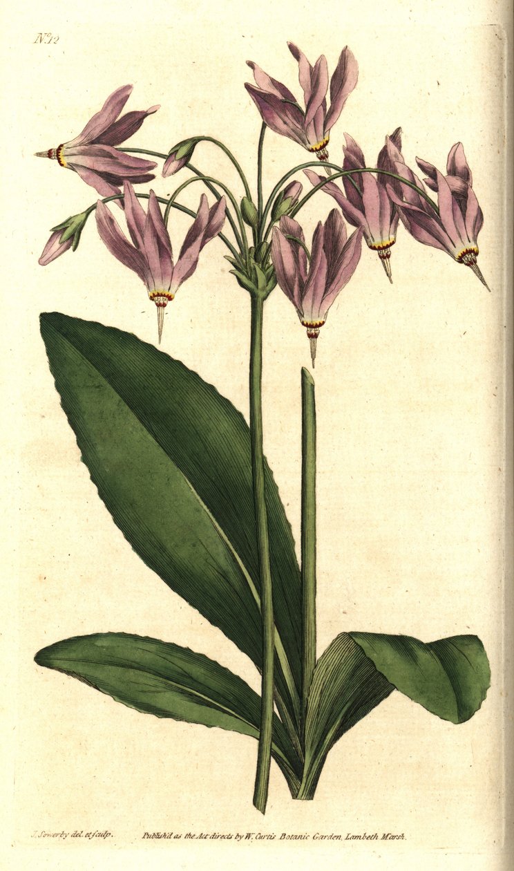 Giroselle of Virginia - amerikansk kuslipp eller Meads dodecatheon, Dodecatheon meadia. Håndfarget kobberstikk etter en botanisk illustrasjon av James Sowerby fra William Curtis' The Botanical Magazine, Lambeth Marsh, London av Sydenham Teast Edwards