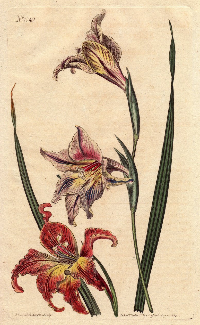 Glaieul har store blomster i epis eller stor brun afrikaner, med blekrosa og ecarlate flekkete blomster, hjemmehørende i Sør-Afrika. Storblomstret cornflag eller stor brun afrikaner, med flekkete blomster i skarlagenrød og blekrosa, hjemmehørende i Sør-Afr av Sydenham Teast Edwards