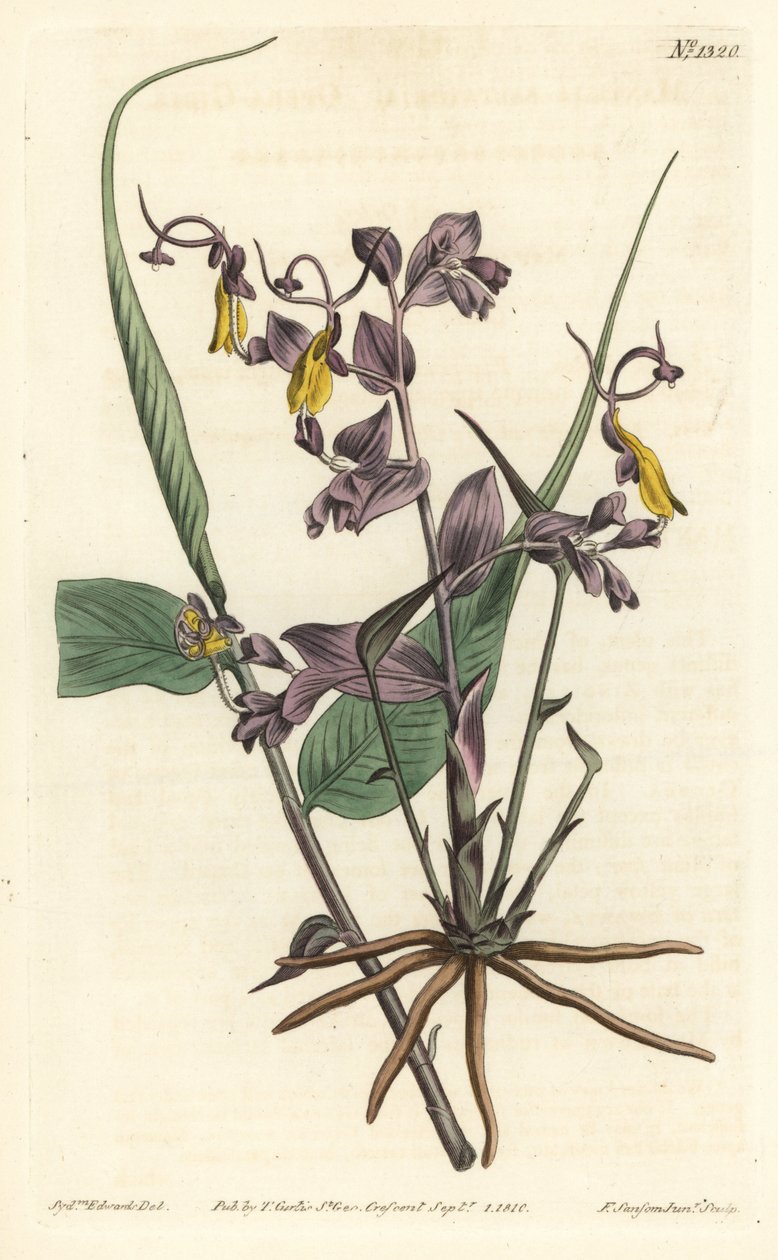 Globba radicalis (Operajenter, Mantisia saltatoria). Håndfarget kobberstikk av F. Sansom Jr. etter en illustrasjon av Sydenham Edwards fra William Curtis' Botanical Magazine, T. Curtis, London av Sydenham Teast Edwards
