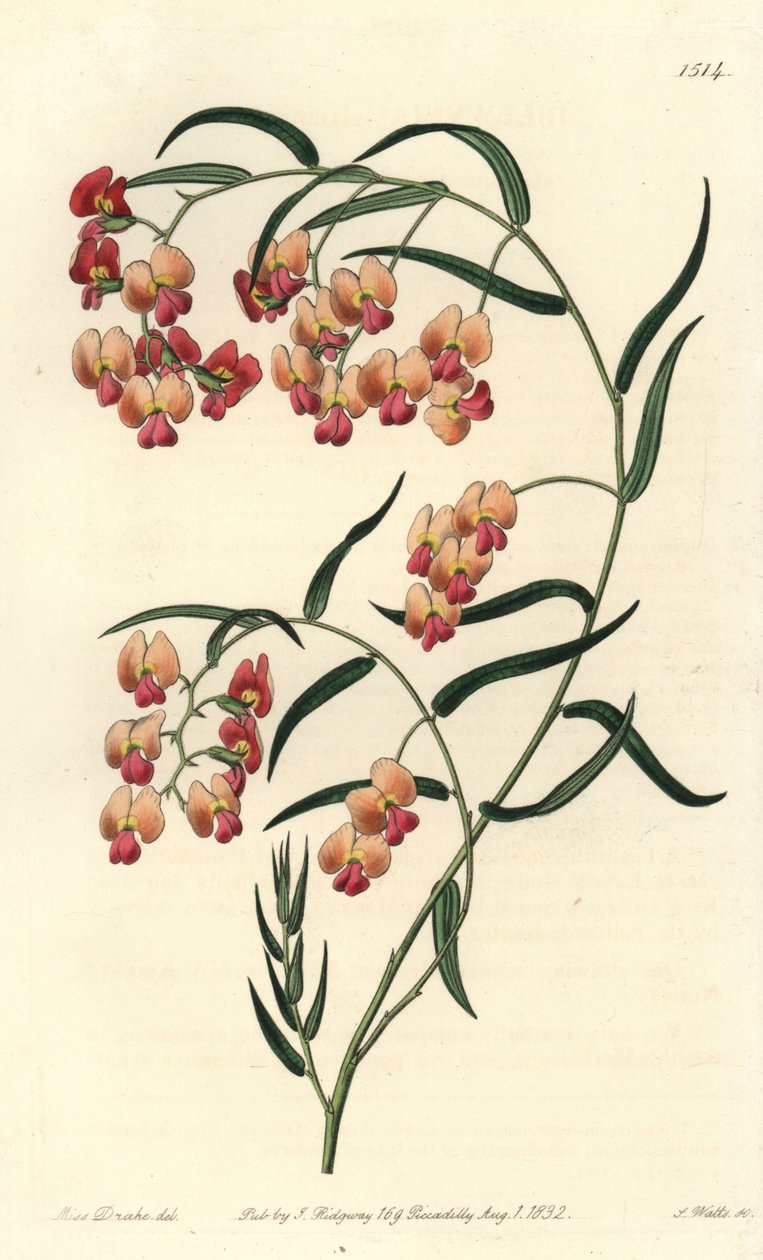 Glycin-leaved dillwynia, Dillwynia glycinifolia. Håndfarget kobberstikk av S. Watts etter en illustrasjon av Miss Sarah Drake fra Sydenham Edwards' Botanical Register, Ridgeway, London av Sydenham Teast Edwards