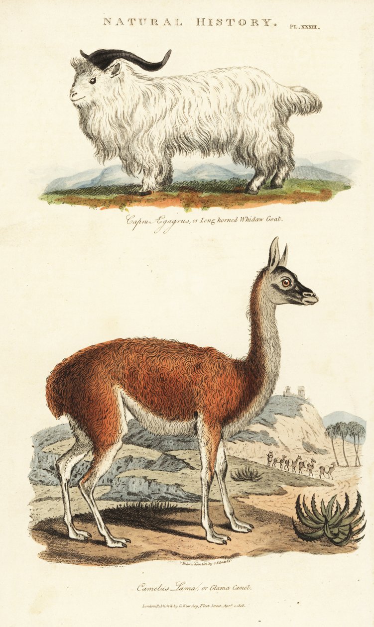 Geit og lama - Langhornet whidaw geit, Capra aegagrus, og lama, Lama glama (Glama kamel, Camelus lama). Håndfarget kobberstikk etter Sydenham Edwards fra John Mason Goods Pantologia, a New Encyclopedia, G. Kearsley, London av Sydenham Teast Edwards