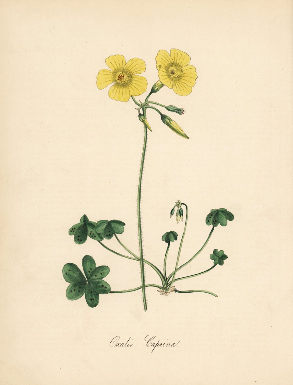 Geitefotvedsyre, Oxalis caprina. Hentet fra en illustrasjon av Sydenham Edwards i William Curtis' "" Botanical Magazine."" Håndkolorert sinkograf av C. Chabot tegnet av Miss MA Burnett fra hennes "" Plantae Utiliores: or I av Sydenham Teast Edwards