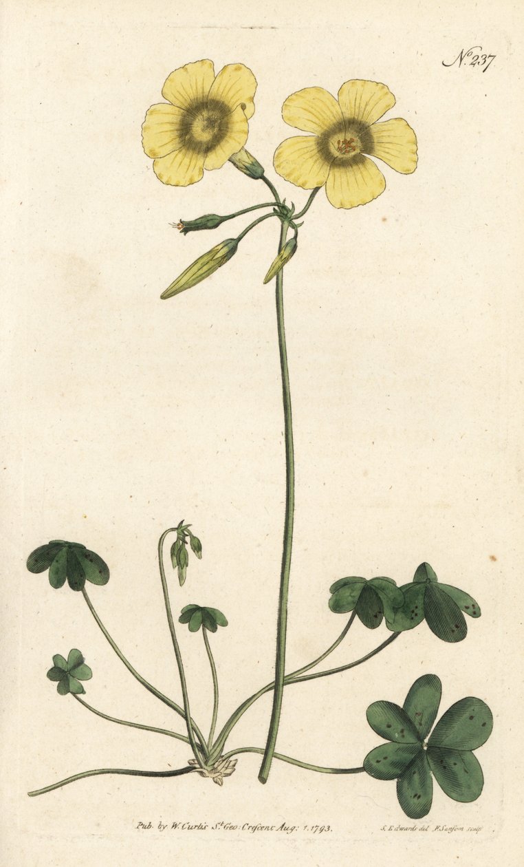 Geitefot - Geitefot vedsyre, Oxalis caprina. Håndfarget kobberstikk av Sansom etter en illustrasjon av Sydenham Edwards fra William Curtis