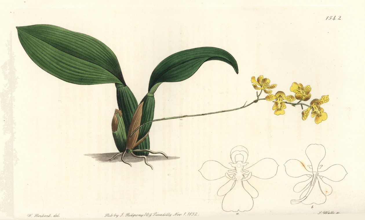 Gomesa cornigera orkidé (Hornet oncidium, Oncidium cornigerum). Håndfarget kobberstikk av S. Watts etter en illustrasjon av William Herbert fra Sydenham Edwards