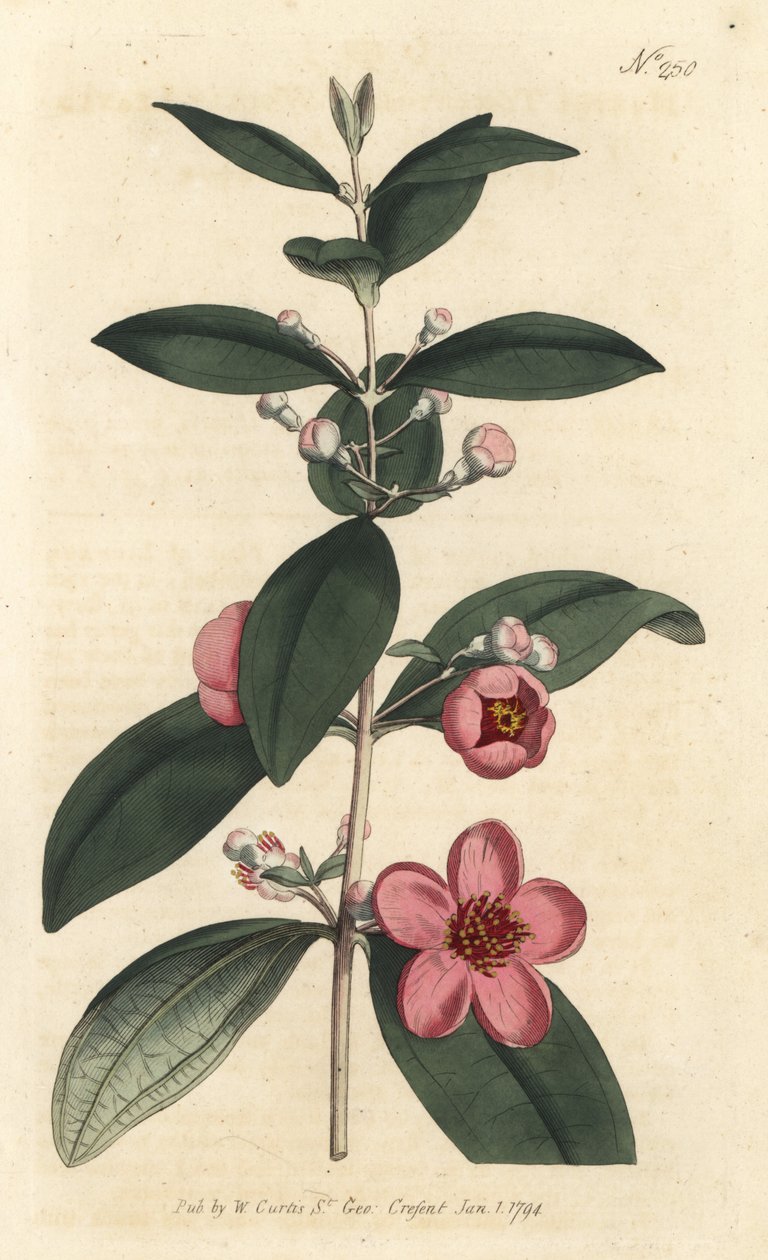 Stikkelsbær - Myrterosa, Rhodomyrtus tomentosa (Ullbladsmyrt, Myrtus tomentosa). Håndfarget kobberstikk av Sansom etter en illustrasjon av Sydenham Edwards fra William Curtis' Botanical Magazine, London av Sydenham Teast Edwards