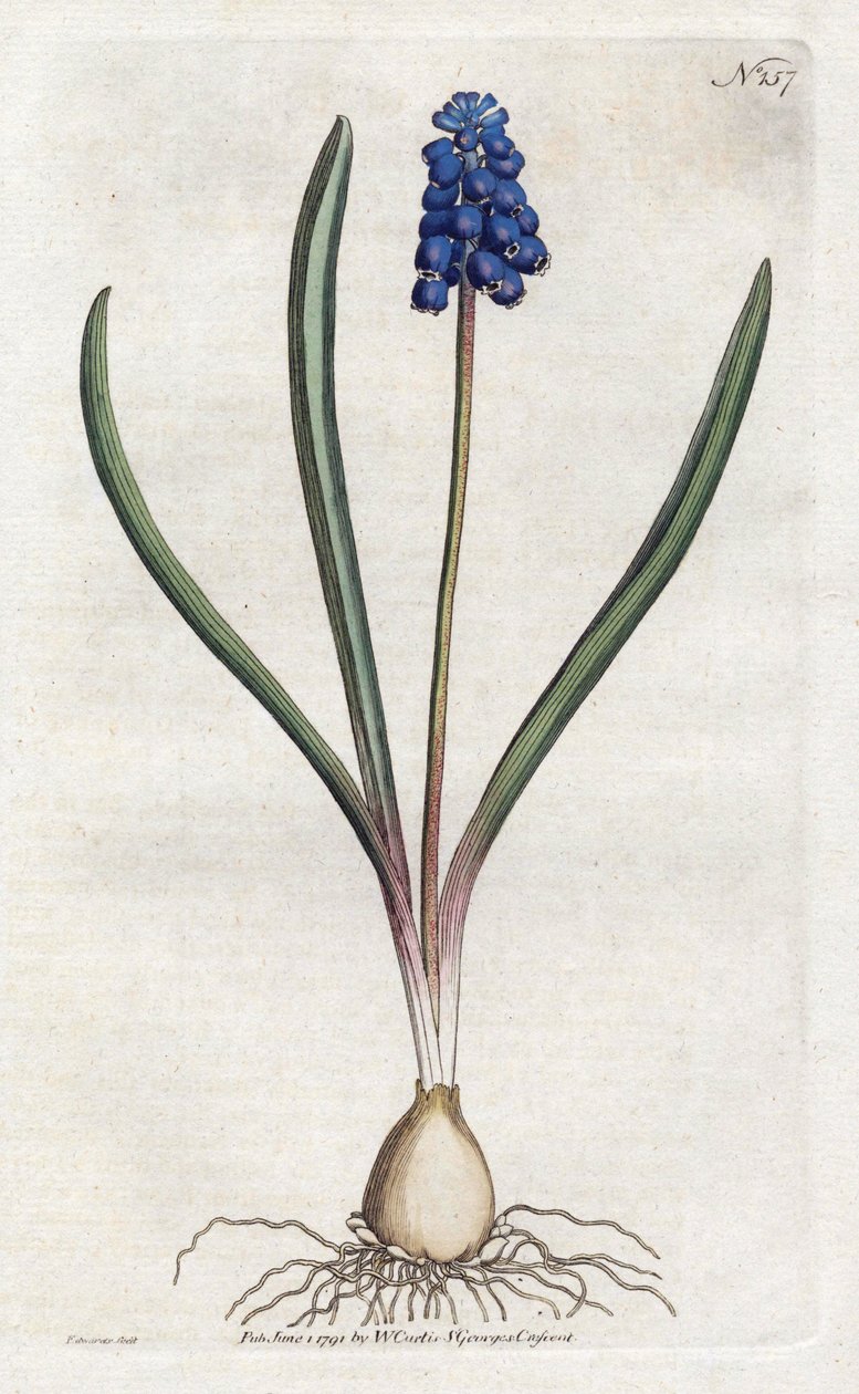 Druehyacintlitografi av Sydenham Edwards (1768-1819), tallerken fra Botanical Magazine av William Curtis (1746-1799) av Sydenham Teast Edwards