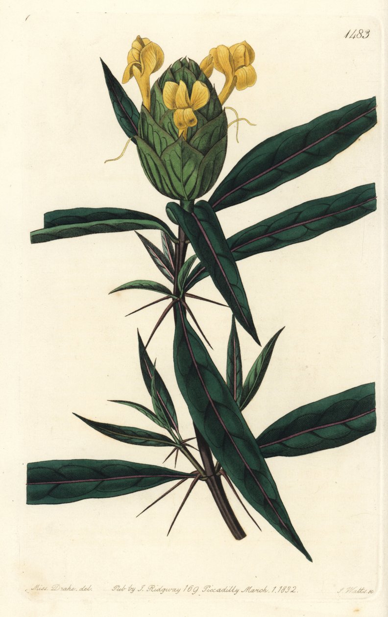 Grassgrass tac tac - Humleblomstret barleria, Barleria lupulina. Håndfarget kobberstikk av S. Watts etter en illustrasjon av Sarah Drake fra Sydenham Edwards' Botanical Register, Ridgeway, London av Sydenham Teast Edwards