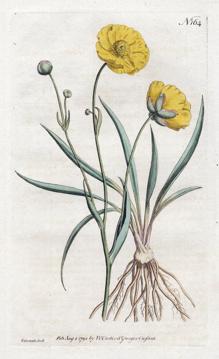 Grassleaf Buttercup - Litografi av Sydenham Edwards (1768-1819), fra William Curtis Botanical Magazine (1746-1799) av Sydenham Teast Edwards