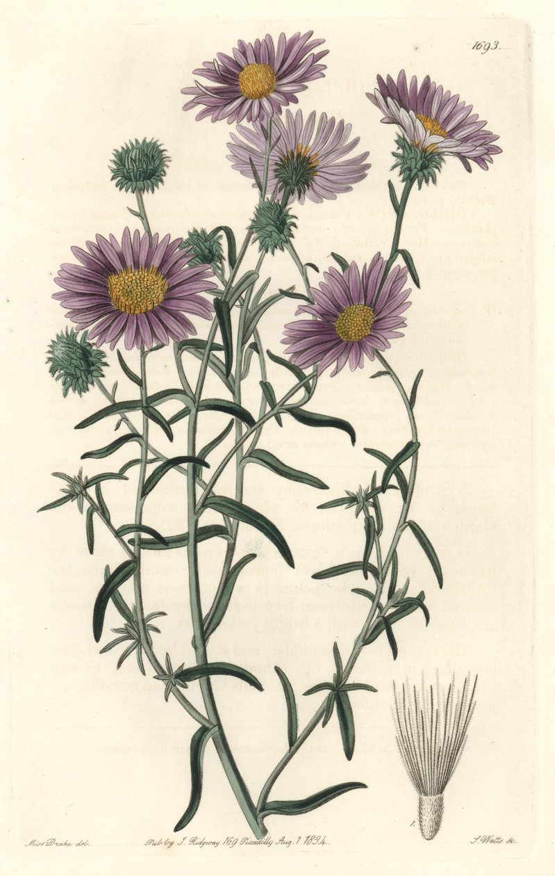 Grey Aster, opprinnelig fra California - S. Watts Strong Water fra en illustrasjon av Sarah Anne Drake (1803-1857), fra Botanical Register av Sydenham Teast Edwards