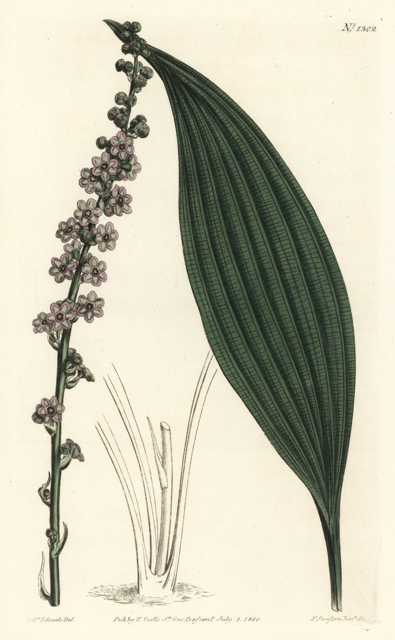 Grønnblomstret teta, Peliosanthes teta. Håndfarget kobberstikk av F. Sansom Jr. etter en illustrasjon av Sydenham Edwards fra William Curtis' Botanical Magazine, T. Curtis, London av Sydenham Teast Edwards