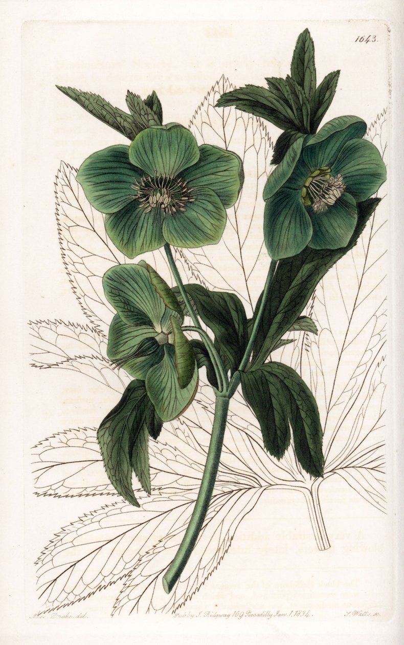 Green Flower Hellebore Variete - Gravert av S.Watts, fra en illustrasjon av Sarah Anne Drake (1803-1857), fra Botanical Register of Sydenham Edwards (1768-1819), England av Sydenham Teast Edwards