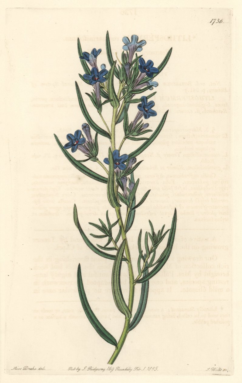 Gremil a rosmarinblader, hjemmehørende på Sicilia - Water forte av S. Watts fra en illustrasjon av Sarah Anne Drake (1803-1857), fra Botanical Register av Sydenham Teast Edwards