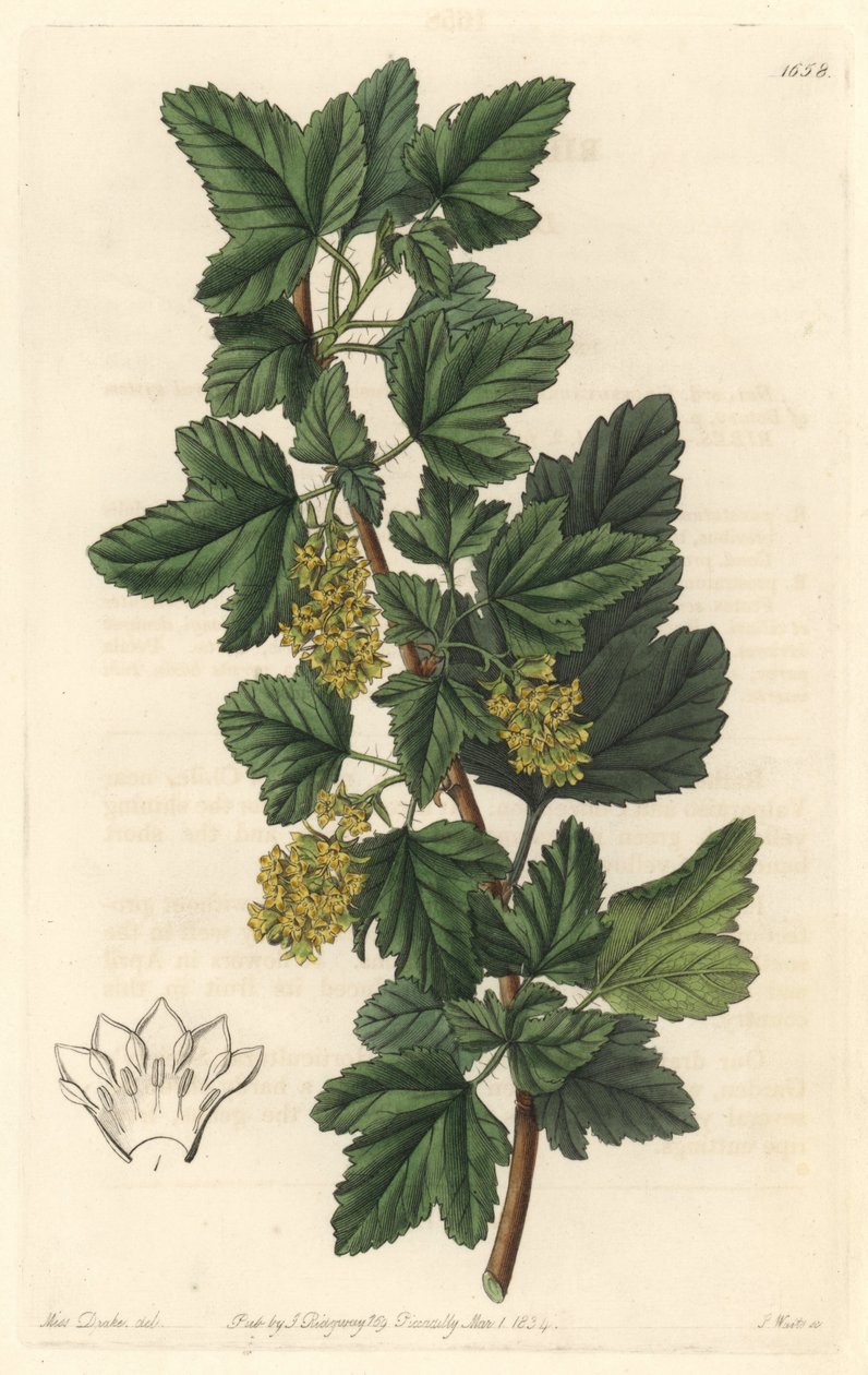 Groseillier, kjent som Gadellier fra Sibir (Ribes diacanthum), innfødt i Chile - Water forte av S. Watts fra en illustrasjon av Sarah Anne Drake (1803-1857), fra Botanical Register av Sydenham Teast Edwards