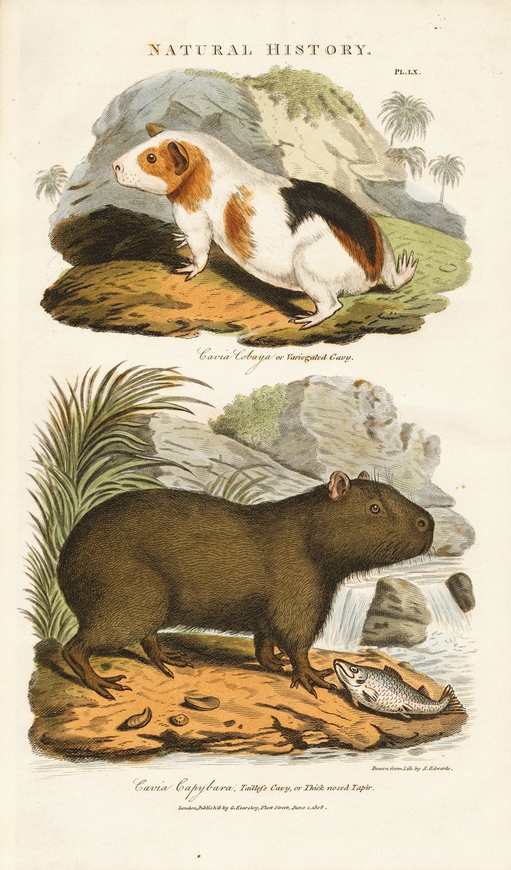 Marsvin og capybara av Sydenham Teast Edwards