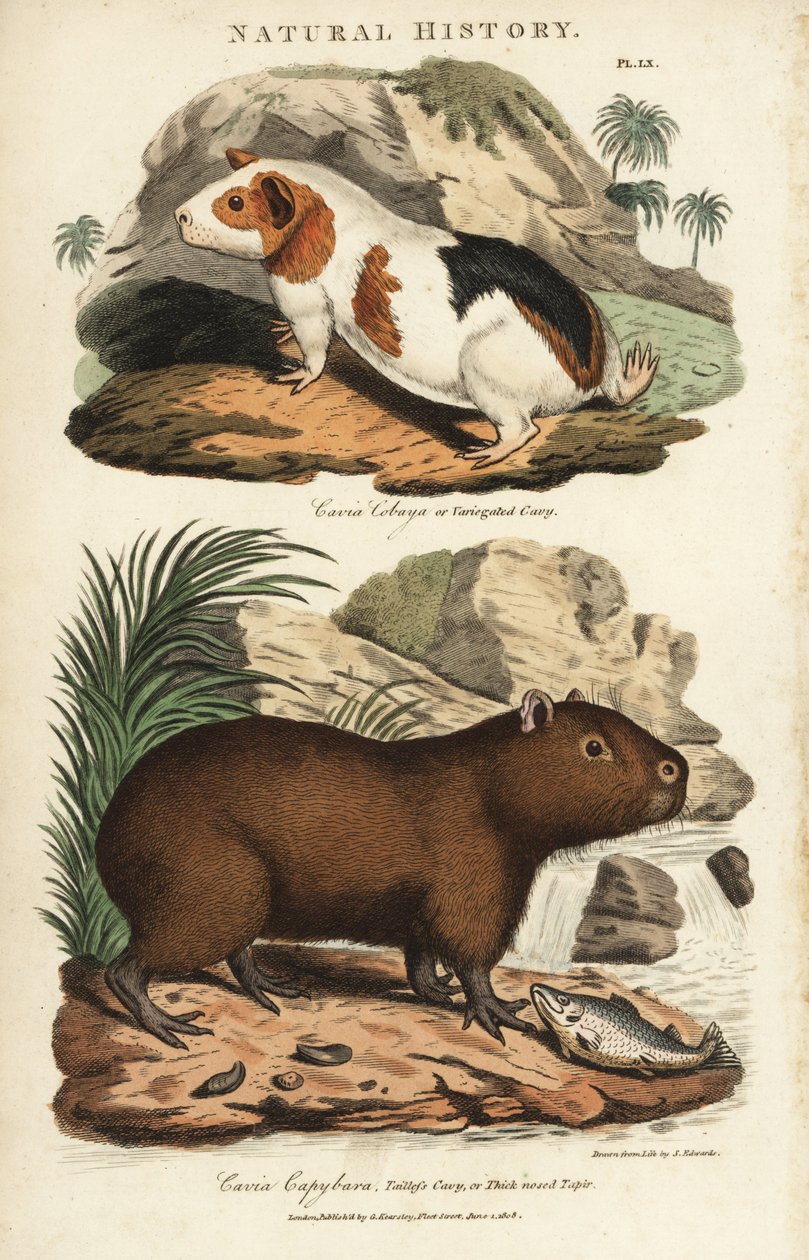 Marsvin og capybara - Marsvin, Cavia porcellus, og capybara, Hydrochoerus hydrochaeris. Håndfarget kobberstikk etter Sydenham Edwards fra John Mason Goods Pantologia, a New Encyclopedia, G. Kearsley, London av Sydenham Teast Edwards