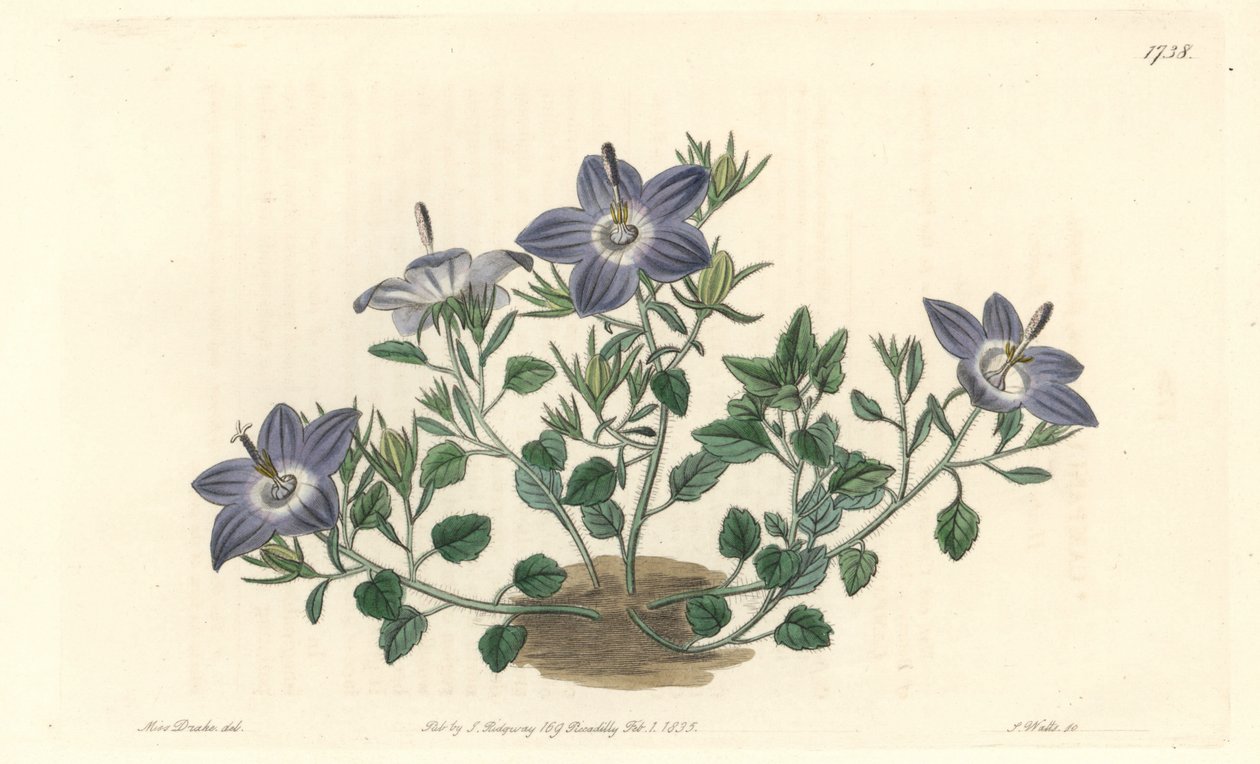 Hårete-bladede campanule, hjemmehørende i Italia - Strong water av S. Watts fra en illustrasjon av Sarah Anne Drake (1803-1857), fra Botanical Register av Sydenham Teast Edwards
