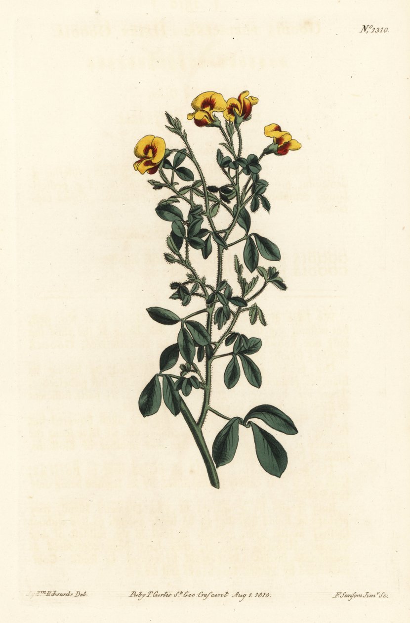Hårete goodia, Goodia lotifolia var. pubescens (Goodia pubescens). Håndfarget kobberstikk av F. Sansom Jr. etter en illustrasjon av Sydenham Edwards fra William Curtis