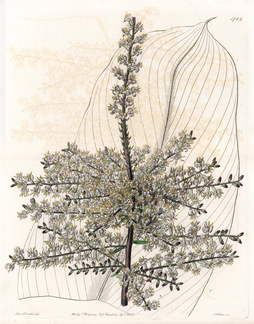 Hawaiisk spinard eller siv fra India - Plate gravert av S.Watts, fra en illustrasjon av Sarah Anne Drake (1803-1857), fra Botanical Register of Sydenham Edwards (1768-1819), England av Sydenham Teast Edwards