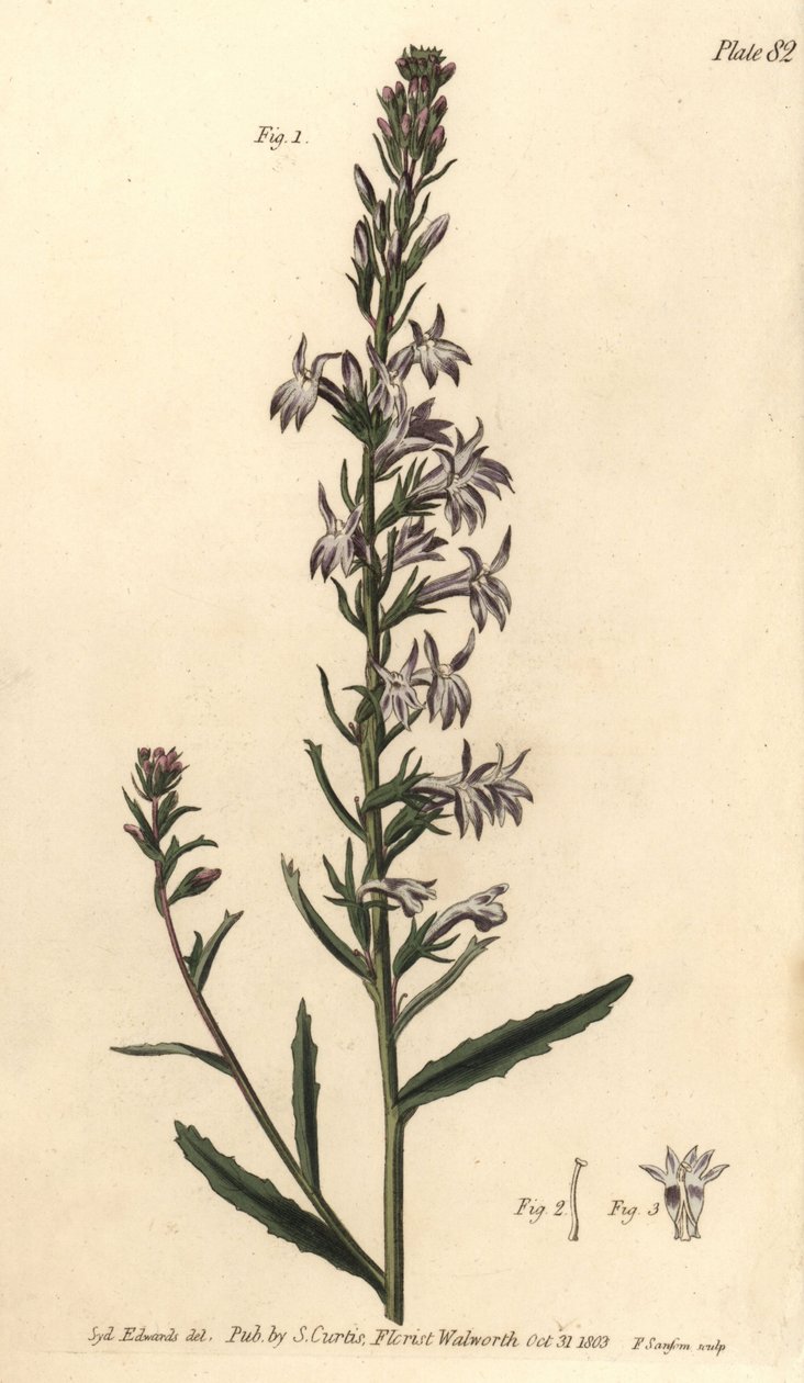 Heath lobelia, Lobelia urens, Polygamia monogamia. Håndfarget kobberstikk av F. Sansom av en botanisk illustrasjon av Sydenham Edwards for William Curtis