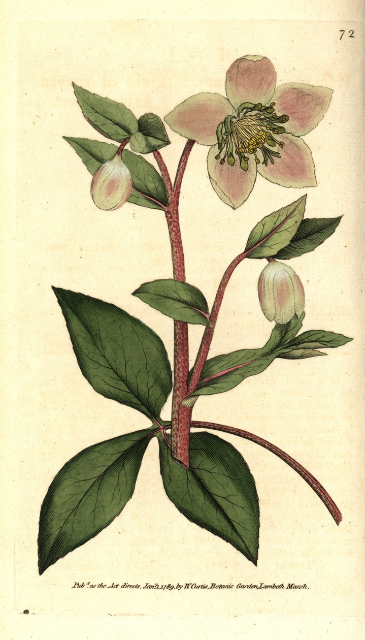 Hellebore (ellebore) livid eller svart - Livid eller lilla hellebore, Helleborus lividus. Håndfarget kobberstikk etter en botanisk illustrasjon av James Sowerby fra William Curtis' The Botanical Magazine, Lambeth Marsh, London av Sydenham Teast Edwards