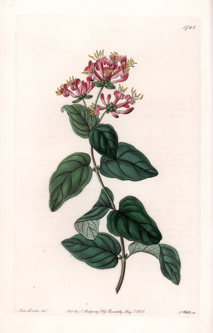 Herb variete - Plate gravert av S.Watts, fra en illustrasjon av Sarah Anne Drake (1803-1857), fra Botanical Register of Sydenham Edwards (1768-1819), England av Sydenham Teast Edwards